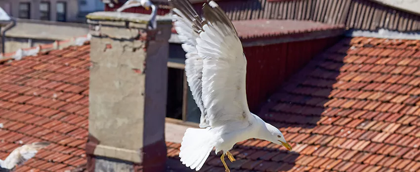 Residential Chimney Animal Removal Solution in Thomasville, NC